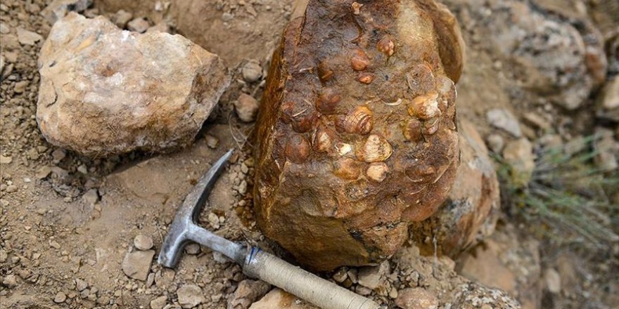 Iğdır'da bulunan yaprak ve midye fosilleri hakkında bilimsel çalışma başlatıldı