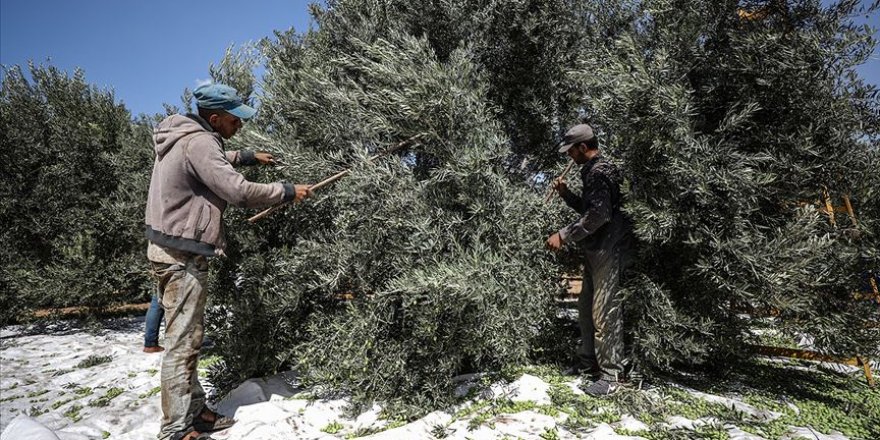 Filistinlilere ait onlarca zeytin ağacı Yahudi yerleşimcilerce kesildi