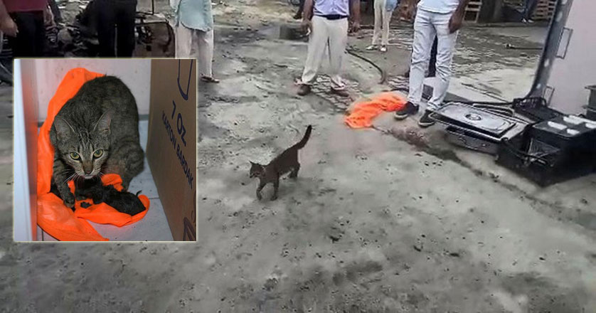 Yavrularını kurtarmak için adeta ekiplerden yardım istedi