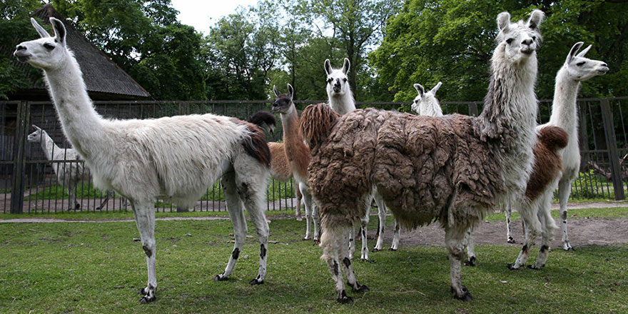 Koronavirüse şifa, 'deve'lerin akrabası lama hayvanlarında bulundu