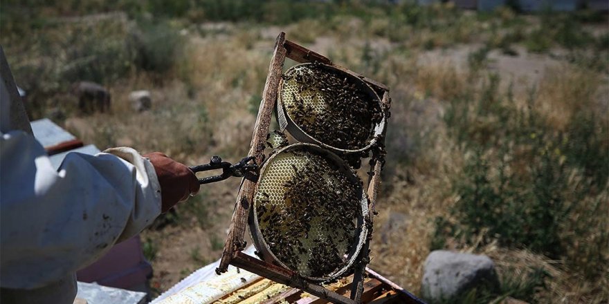 Arıları için evinden 860 kilometre uzaklıkta yaşıyor