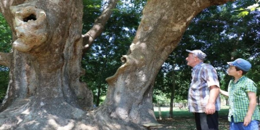 Bin 200 yıllık tescilli dev çınara gözleri gibi bakıyorlar