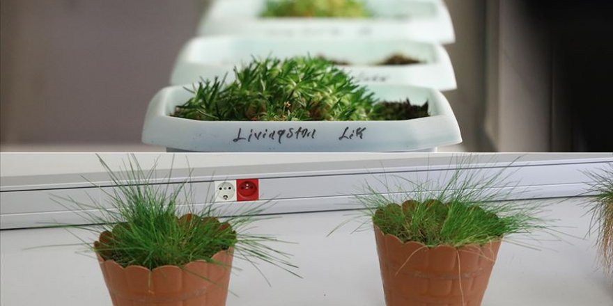 Antarktika'daki 2 bitki türünün yakın bir tarihte yaşamaya başladığı tespit edildi