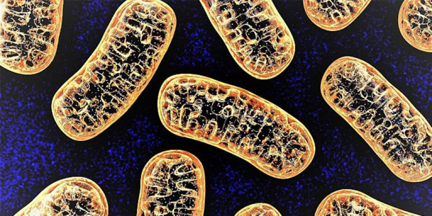 'Antarktik saç çimi'nin kuraklığa dayanıklı DNA'ları buğdaya aktarılacak