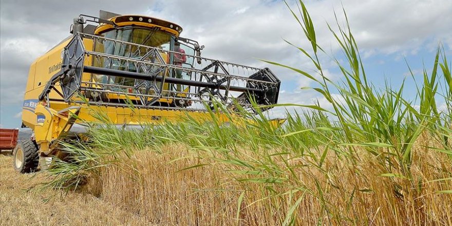 30 bin ton buğdayın kaybolması biçerdöver denetimleriyle önleniyor