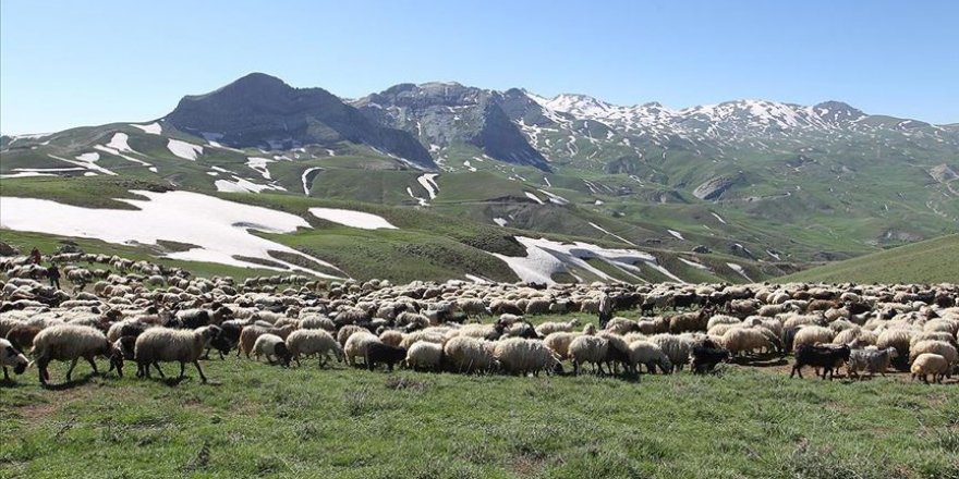 Yüksek rakımlı yaylalarda özenle beslenen hayvanlar Kurban Bayramı için pazara hazırlanıyor