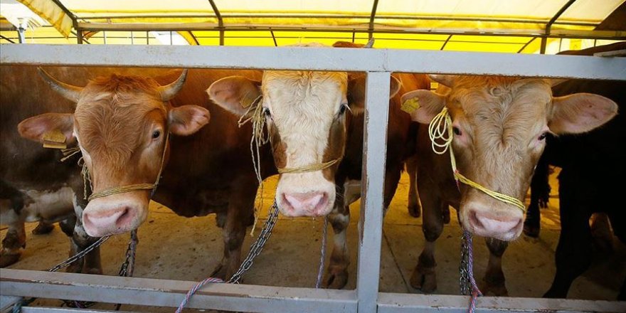 Kurban pazarları Kovid-19 korkusuyla boş kaldı