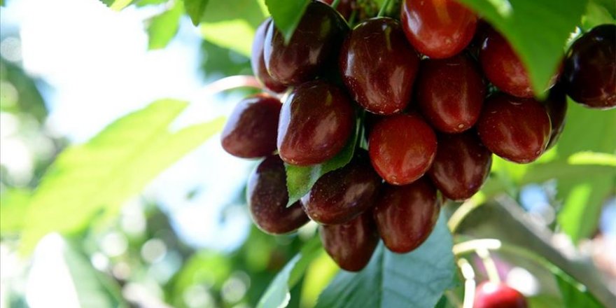 Kiraz ihracatında başarılı bir sezon geçirildi