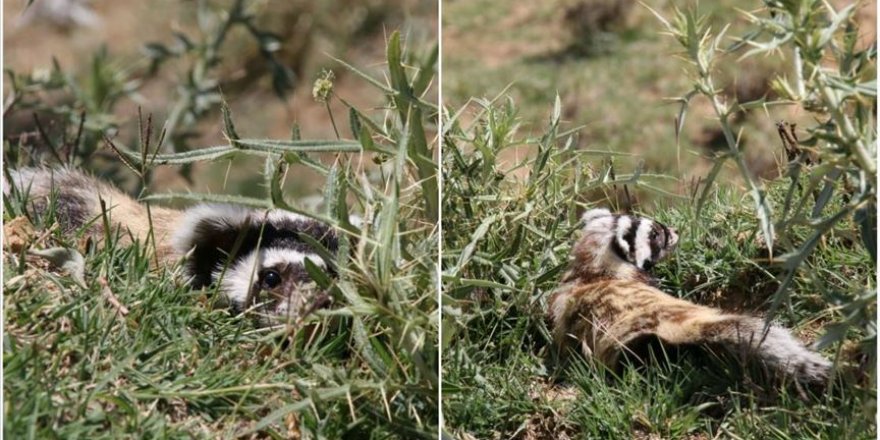 Nesli tükenme tehlikesi altında olan alacasansar Aksaray'da görüldü