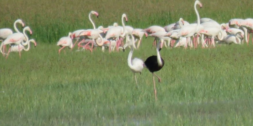 Sultan Sazlığı Milli Parkı'nda siyah flamingo görüldü.