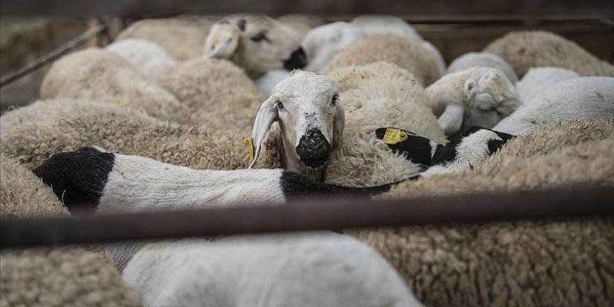 Bilim Kurulu üyesi: Kurban bayramı daha riskli