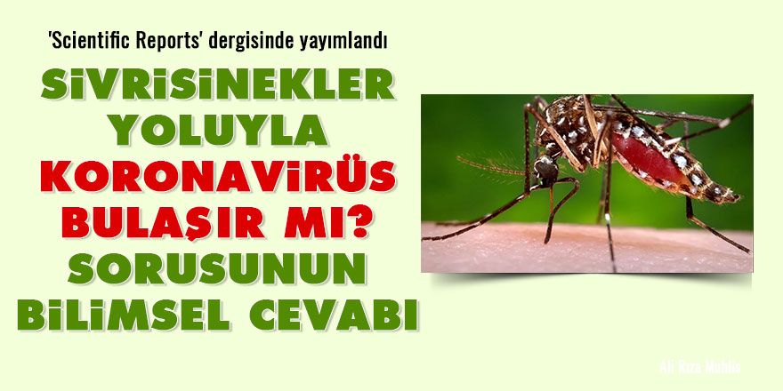 Sivrisinekler yoluyla koronavirüs bulaşır mı? sorusunun bilimsel cevabı