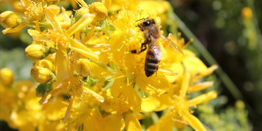 Mersin'de yetiştirilen kraliçe arılar kaliteli bal üretimi için üreticilere gönderiliyor