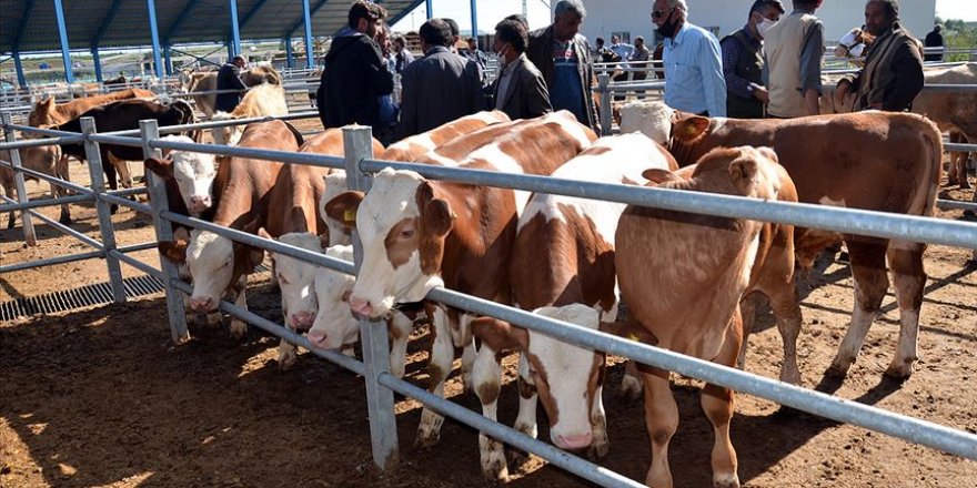 Doğu Anadolu'dan batı şehirlerine kurbanlık sevkiyatı hızlandı