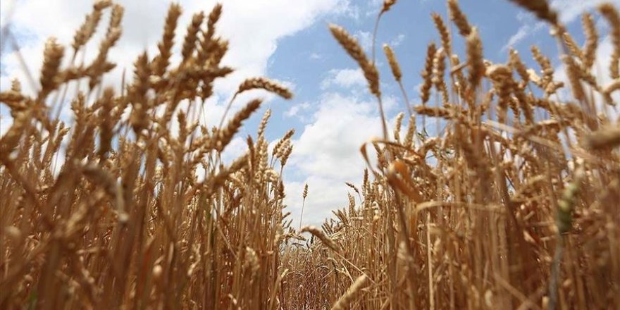 Mısır Araştırma Enstitüsünde geliştirilen tohumlar Türk tarımına güç katıyor