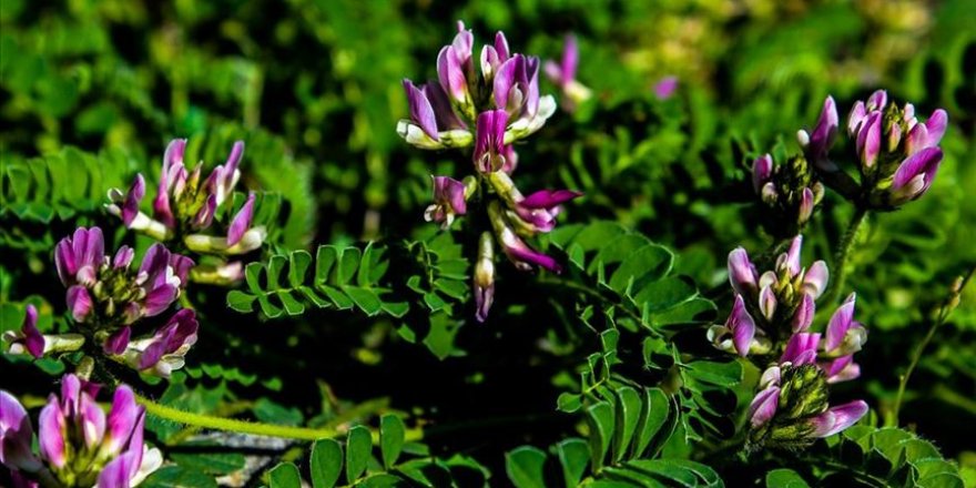 Yeni bir endemik bitki türü keşfedildi