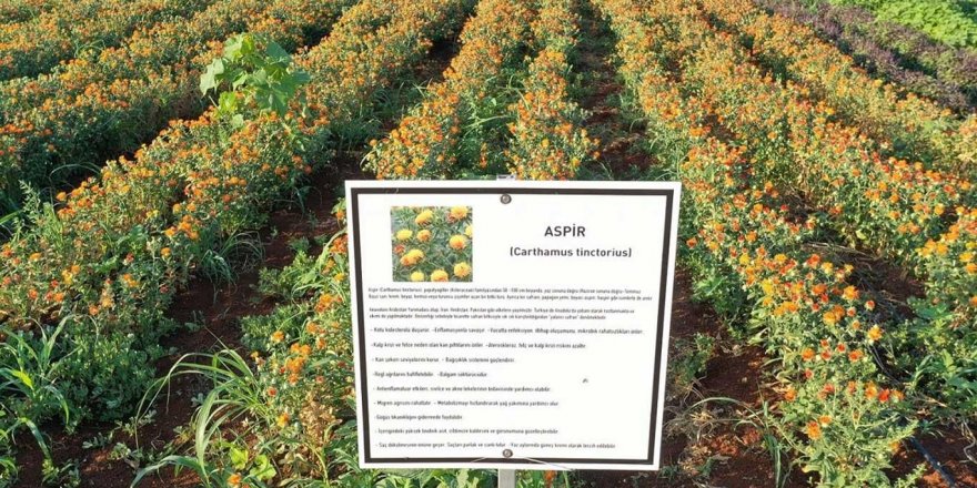 Aspir bitkisinin hasadı başladı