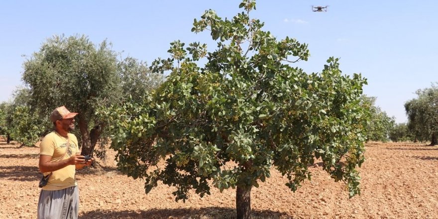Çiftçiler drone ile Antep fıstığı nöbeti tutuyor