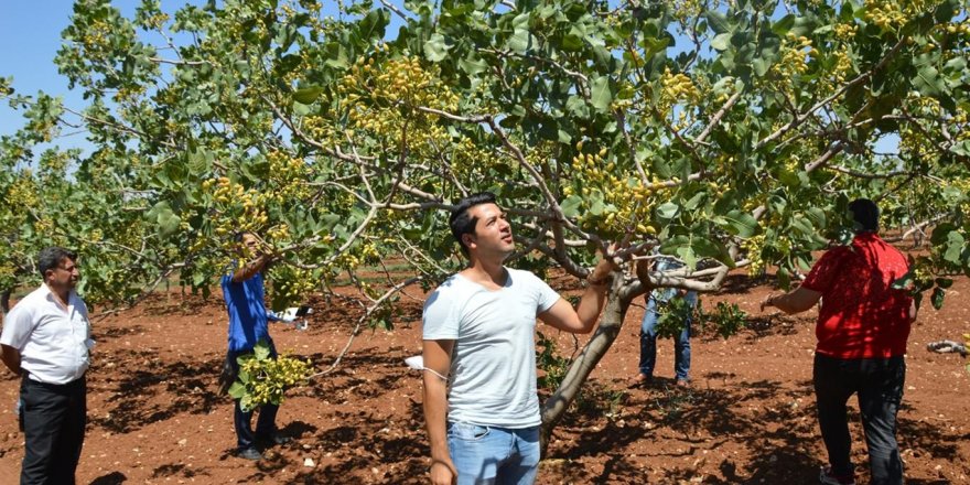 Siirt'te fıstıkta son 10 yılın rekoltesi bekleniyor