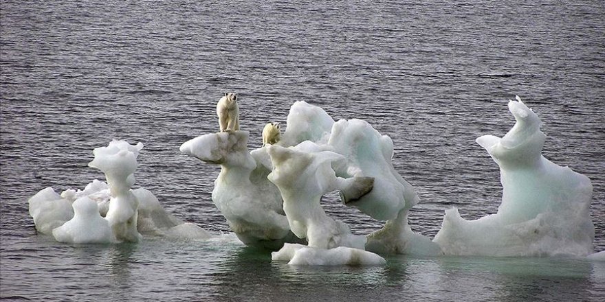 Bu yüzyıl içinde kutup ayılarının nesli tükenebilir