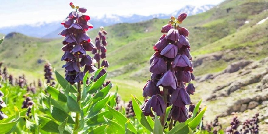 Bu çiçeği koparana 62 bin TL ceza var