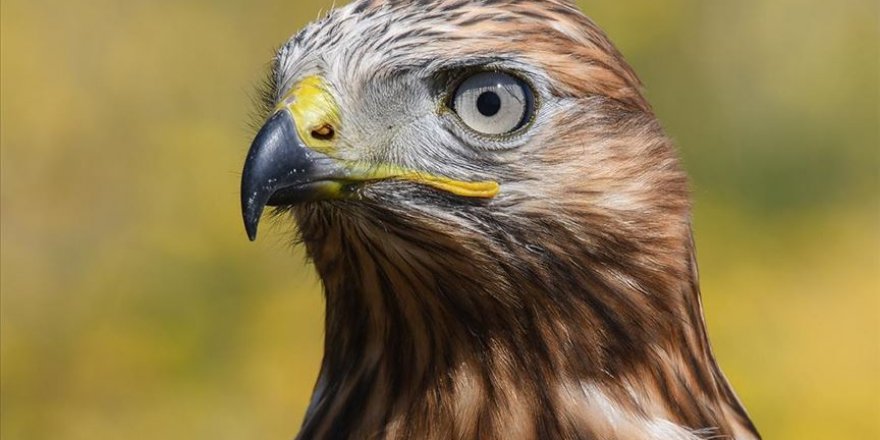 Türkiye'deki kuş türlerinin yüzde 62'si 'Doğu'nun kuş cenneti'nde yaşıyor