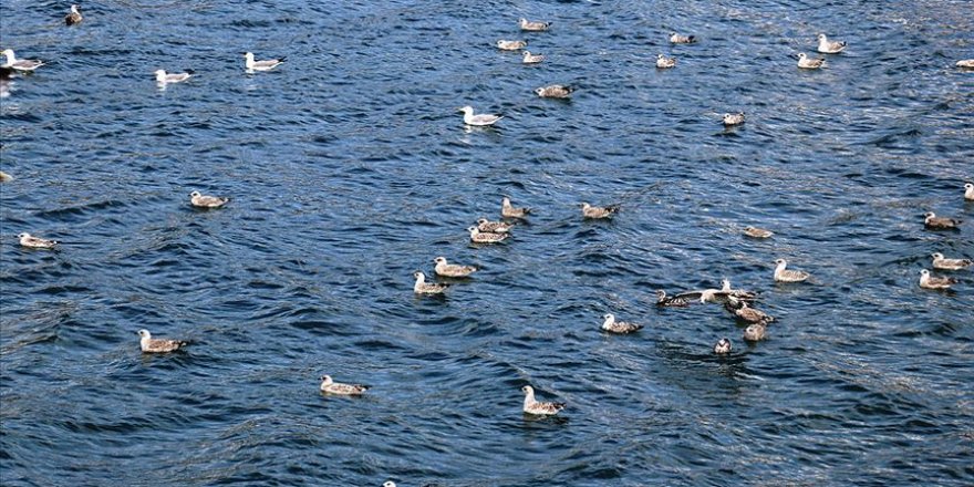 Balık Gölü'ne göçmen kuşlar renk katıyor