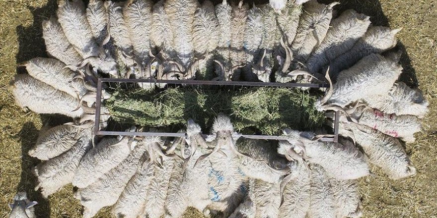 Kurban etinin üzerinde virüs yaşayabilir