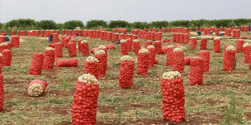 Soğan ve patates ihracatı serbest bırakıldı