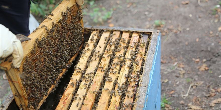 Salgın sürecinde bala yoğun talep oluştu