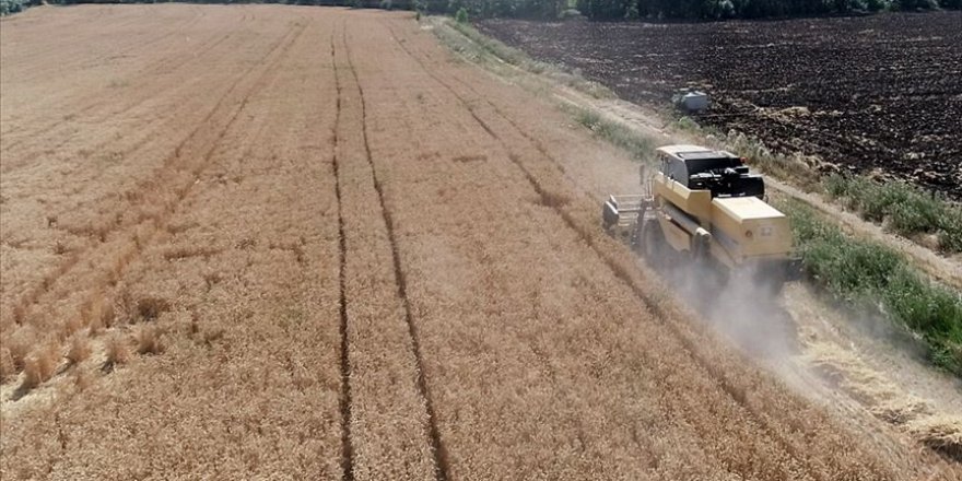 Çiftçilerin kullanımına sunulan Hazineye ait arazilerde hasat heyecanı
