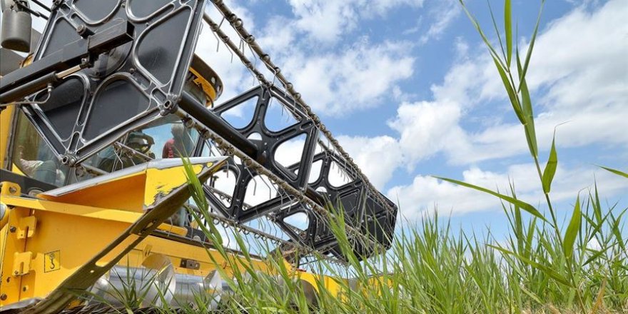 Muş'ta hububat hasadından kent ekonomisine 1 milyar lira katkı bekleniyor