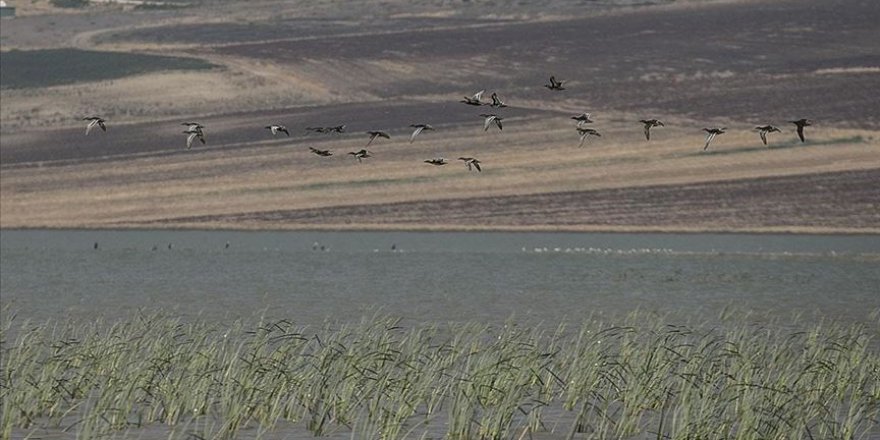 Reyhanlı Barajı göçmen kuşlara ev sahipliği yapmaya başladı