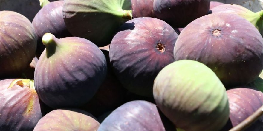 Siyah incir ihracatında 60 milyon dolarlık hedef