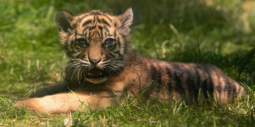 Nesli tükenmekte olan Sumatra kaplanı Polonya'da dünyaya geldi