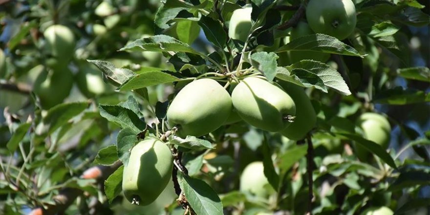 Yüzde 70’i dalında satıldı