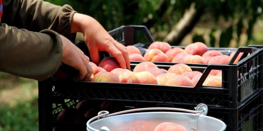 Rusya ve Irak'a İnegöl'den şeftali ihracatı