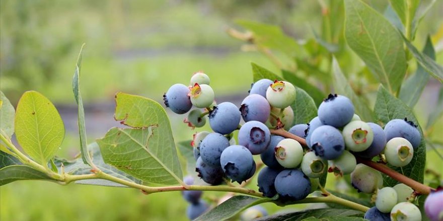Verim ve fiyatıyla yaban mersini yüz güldürdü