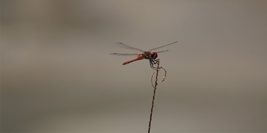 Yaratılış harikası Yusufçukların muhteşem güzellikleri