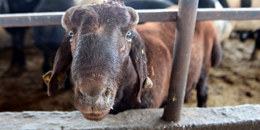 Koyu renk kurbanlıkları tercih edin