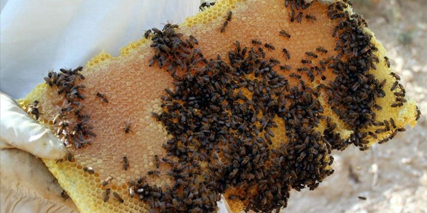 Bayburt bal tescillendi