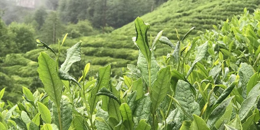 Türk çayı 15 milyon dolar kazandırdı