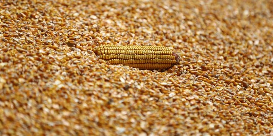 Mısır alım fiyatları açıklandı