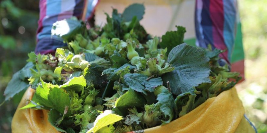 Fındık hasadında yerden toplanması tavsiyesi