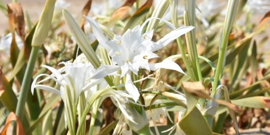 Çiçek açan kum zambaklarını koparmanın cezası 73 bin lira