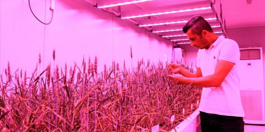 Laboratuvarda buğdayın hasadı 8 aydan 2 aya düştü