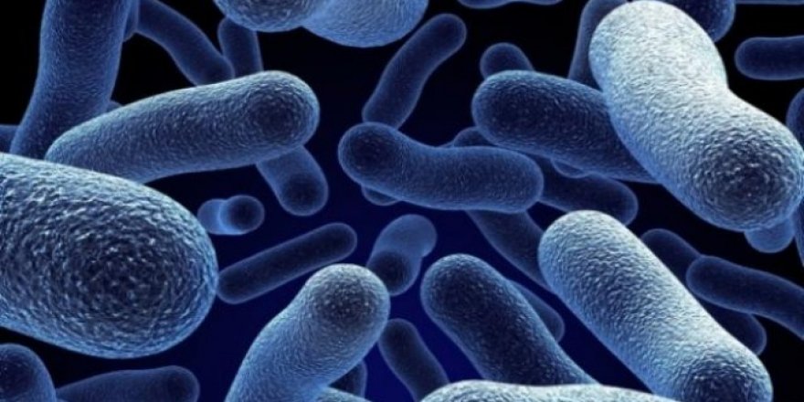 Türk bilim insanları iki yeni bakteri keşfetti