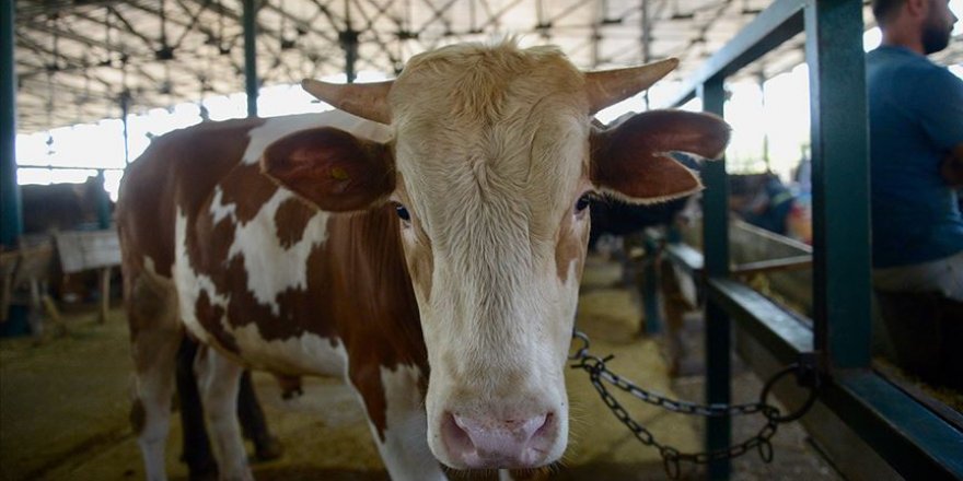 Satılamayan kurbanlıkları Et ve Süt Kurumu alacak