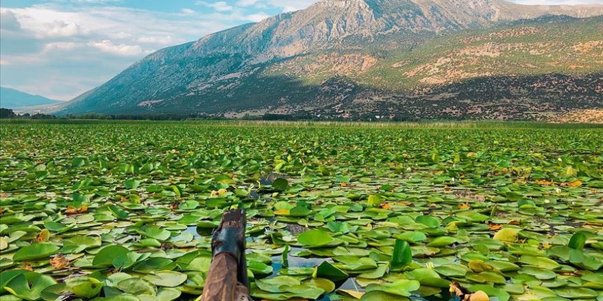 Işıklı Gölü nilüfer çiçekli manzarasıyla doğaseverleri ağırlıyor