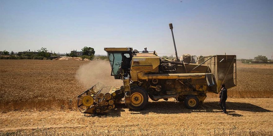 Mardin'de sezonun ilk arpa hasadı